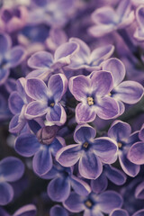 close up detail of a purple lilac 