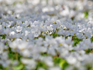 Oxalis shamrock blossom in Botanische Garten, Wien