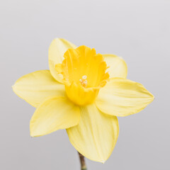 a single yellow daffodil in studio 