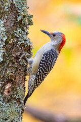 Red Bellied Woodpecker
