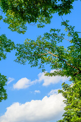 木々から覗く青空雲