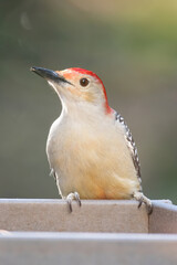 Red Bellied Woodpecker