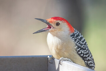 Red Bellied Woodpecker