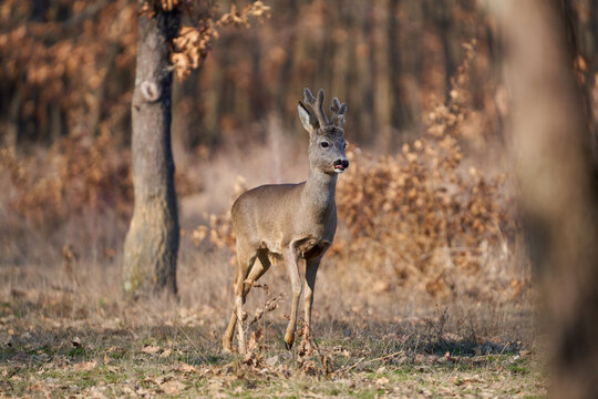 Roebuck with fluffy horns in the forest