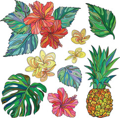 Set of Pineapple and blooming hibiscus flowers. © mirifadapt