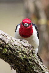 Red Headed Woodpecker