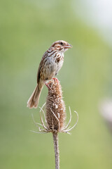 Song Sparrow