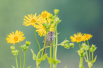 Song Sparrow