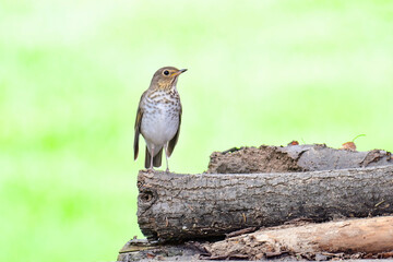 Wood Thrush
