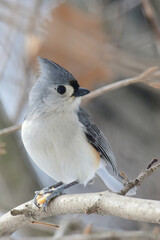 Tufted Titmouse