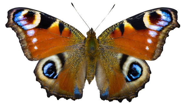 Illustration of beautiful peacock butterfly