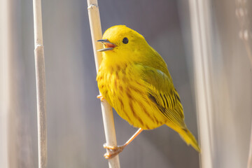 Yellow Warbler
