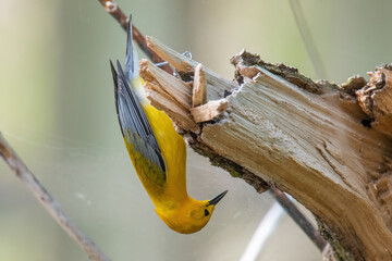 Prothonotary Warbler