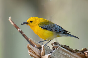 Prothonotary Warbler