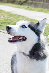 Beautiful pedigree dog of Alaskan Malamute breed. White coloring of the dog. Different-eyed dog. Blue and brown eyes of the dog.The open mouth of a good dog.