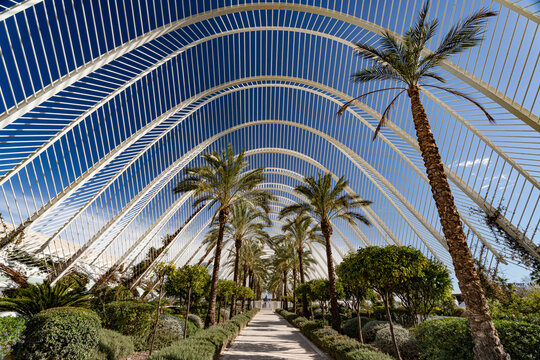 The Umbracle tropical garden;  part of the City of Arts and Sciences / Ciutat De Les Arts I Les Ciencies in Valencia. Wide angle looking up at the palm trees and arched roof with blue sky above