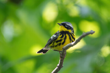 Magnolia Warbler