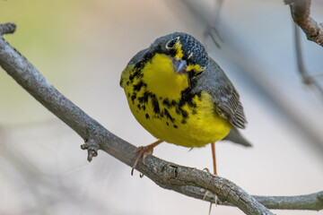 Canada Warbler