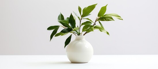 Ceramic vase with foliage on white backdrop