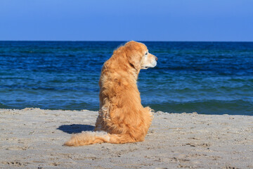 Golden Retriever enjoys the day at the beach of the Baltic Sea.