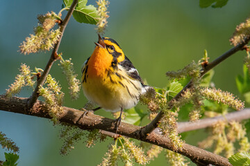 Blackburnian Warbler