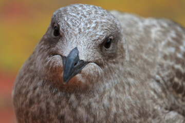 A young seagull resting on a roof.