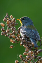 Northern Parula