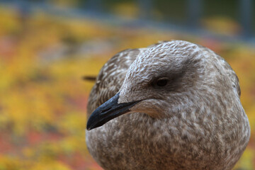 A young seagull resting on a roof.