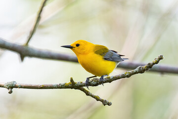 Prothonotary Warbler