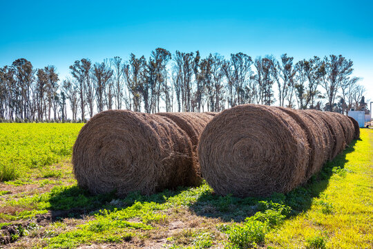 Rolos de Feno em fazenda