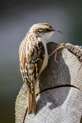 Brown Creeper