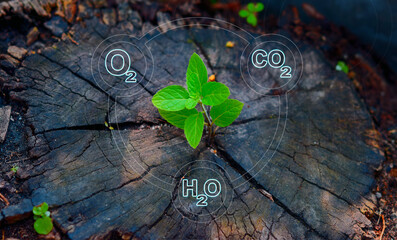 Oxygen (O2), water (H2O), and carbon dioxide (CO2) are fundamental compounds essential for life on...