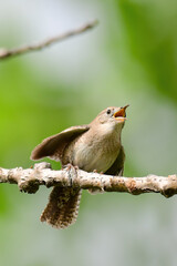 House Wren