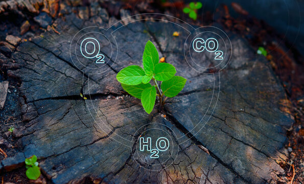 Oxygen (O2), water (H2O), and carbon dioxide (CO2) are fundamental compounds essential for life on Earth. O2 sustains respiration, H2O vitalizes hydration, and CO2 drives photosynthesis,