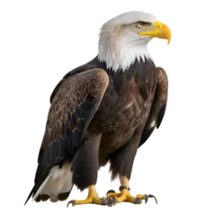 Foto op Plexiglas Realistic american eagle © Marinnai