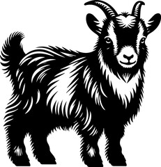 Fototapeta premium American Pygmy Goat