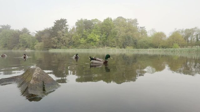 Ducks swimming peacefully on a lake on a calm misty spring morning