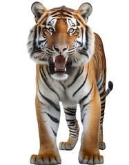 Obraz premium Realistic dangerous tiger