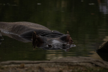 hippopotamus in water