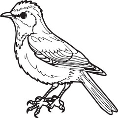 Bird coloring pages. Bird outline vector for coloring book