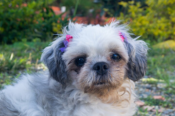 shih tzu dog in the park