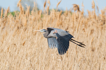 Great Blue Heron