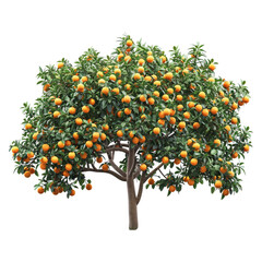 illustration of an orange tree on transparent background