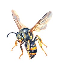 Watercolor illustration of a flying wasp isolated on white background.