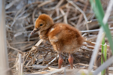 Sandhill Crane