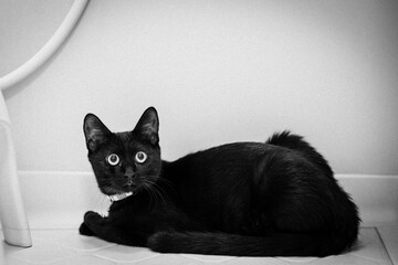 モノクロフィルム風黒猫