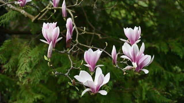 Pink Magnolia moving gently in the wind