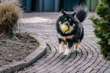 Pomsky dog playing with ball.