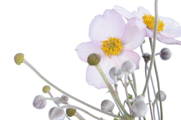 Wood Anemone (Windflower) Flowers Close-up on White Background