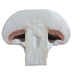 Slice of White Button Mushroom Isolated on White Background